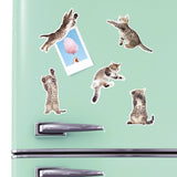 Set of 12 Mustard Action Cat fridge magnets featuring colorful, playful cat designs perfect for decorating your refrigerator.