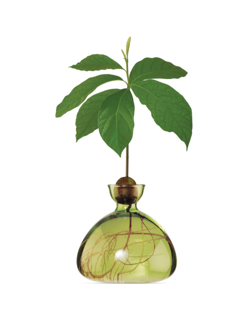 Grass green Ilex Studio avocado-shaped vase with a smooth finish, displayed on a neutral surface.