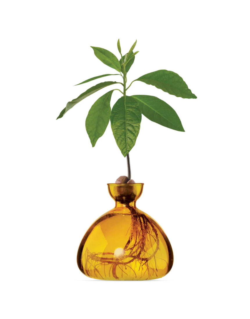 Avocado Vase - Mellow Yellow, , Ilex Studio - Say It Sister