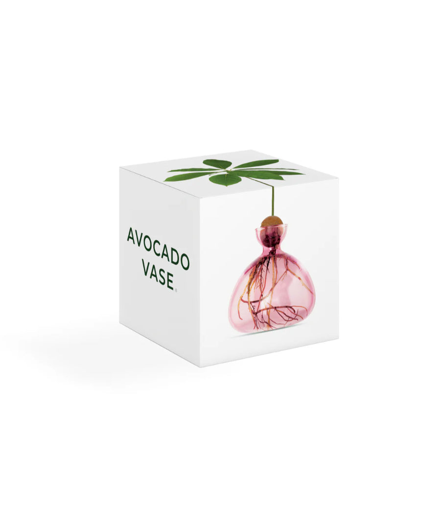 Ilex Studio rose pink avocado-shaped vase with a smooth finish, displayed inside its box on a white background.