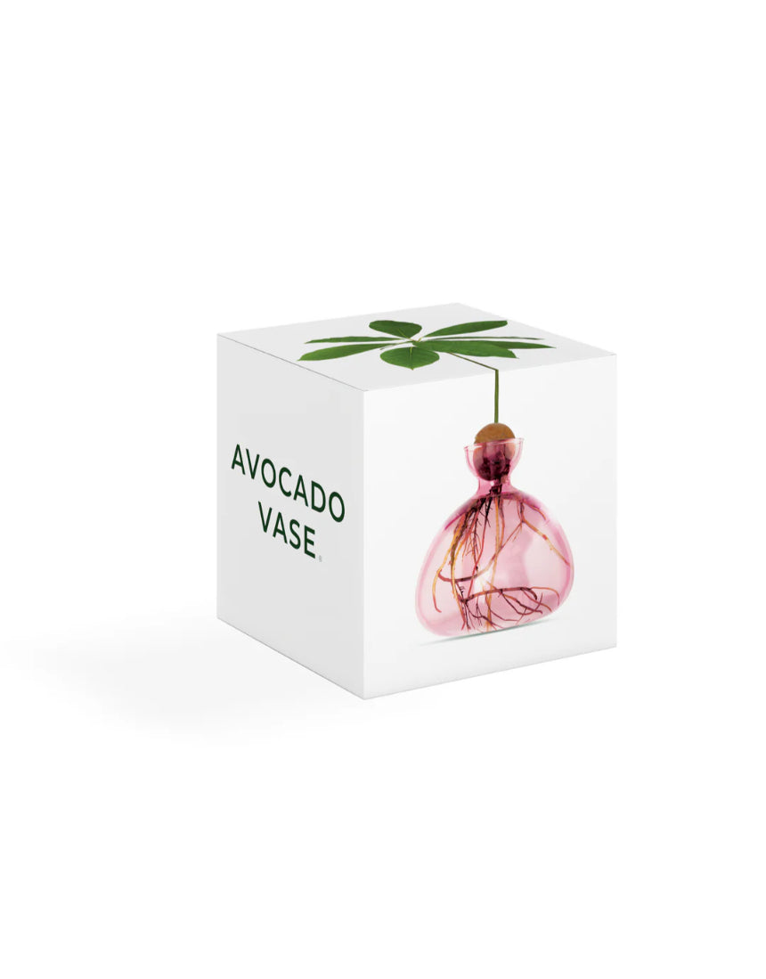 Ilex Studio rose pink avocado-shaped vase with a smooth finish, displayed inside its box on a white background.