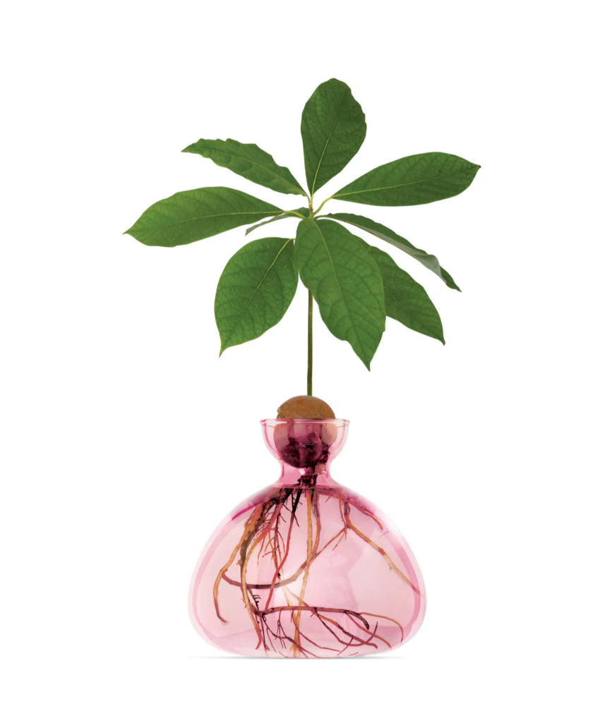 Rose pink Ilex Studio Avocado Vase with a smooth, curved ceramic design, showcased on a neutral background.