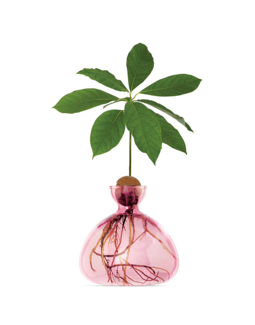 Rose pink Ilex Studio Avocado Vase with a smooth, curved ceramic design, showcased on a neutral background.