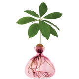 Rose pink Ilex Studio Avocado Vase with a smooth, curved ceramic design, showcased on a neutral background.