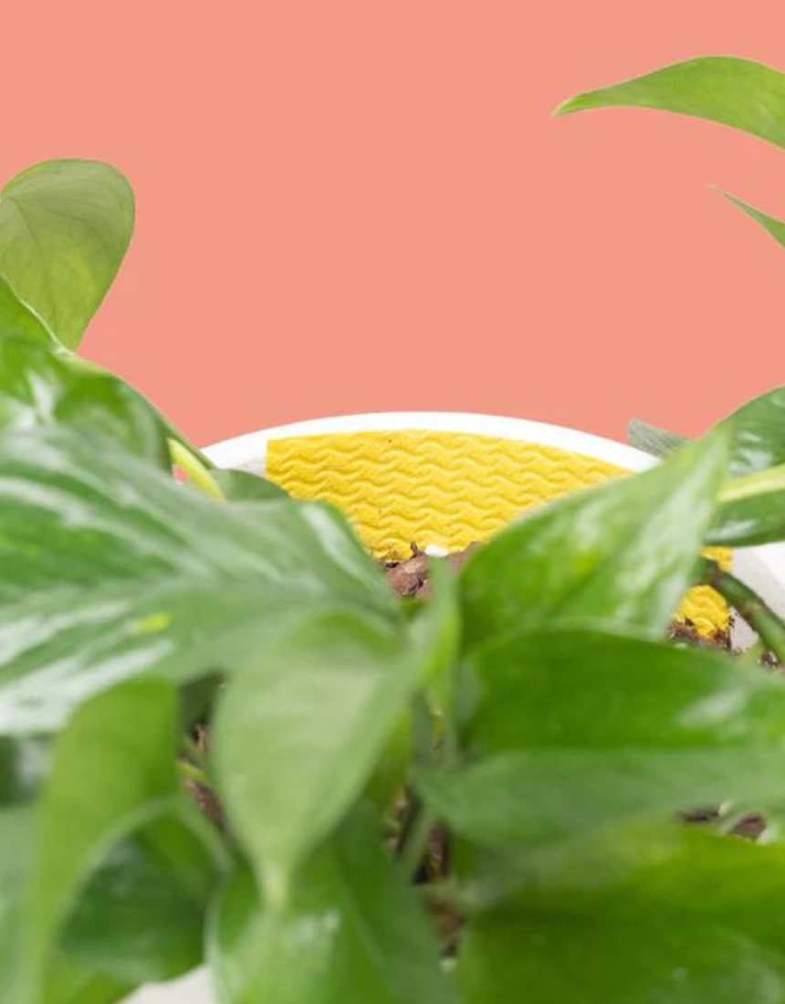 We The Wild compostable gnat traps shown in a natural setting, designed to attract and capture gnats effectively.