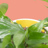 We The Wild compostable gnat traps shown in a natural setting, designed to attract and capture gnats effectively.