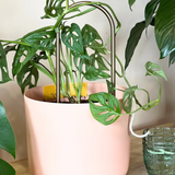 We The Wild self-watering plant climber with lush green foliage, designed for indoor gardening and easy plant care.
