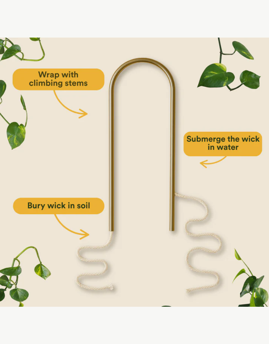We The Wild self-watering plant climber with lush green foliage, designed for indoor garden or balcony decoration.