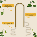 We The Wild self-watering plant climber with lush green foliage, designed for indoor garden or balcony decoration.