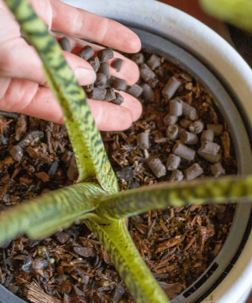 Support slow-release plant growth with We The Wild Support Plant Pallets, 250g, ideal for healthy plant development.