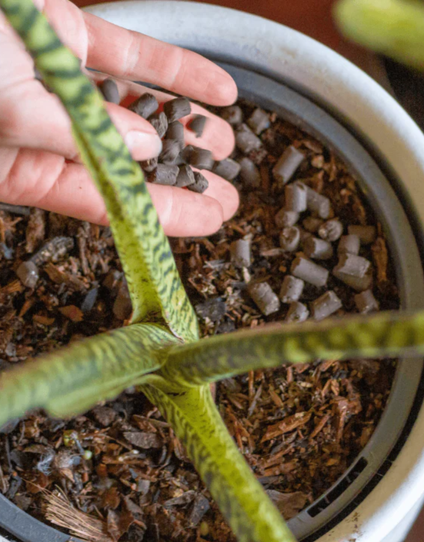 Support slow-release plant growth with We The Wild Support Plant Pallets, 250g, ideal for healthy plant development.