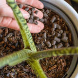 Support slow-release plant growth with We The Wild Support Plant Pallets, 250g, ideal for healthy plant development.