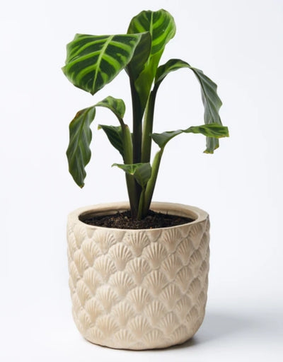 Shell Planter Taupe - Say It Sister