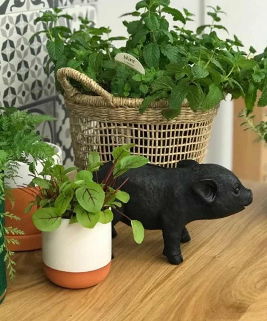 Pig Money Box Black, Homewares, White Moose - Say It Sister