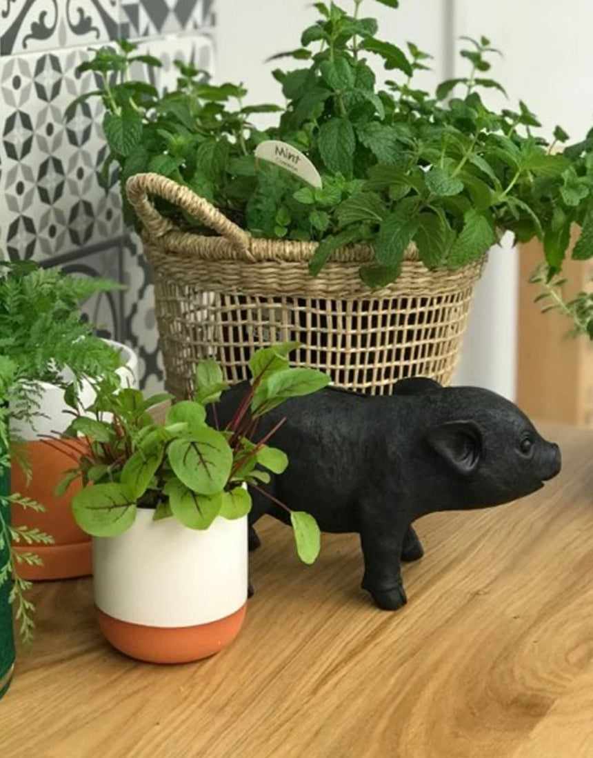 Pig Money Box Black, Homewares, White Moose - Say It Sister