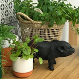 Pig Money Box Black, Homewares, White Moose - Say It Sister