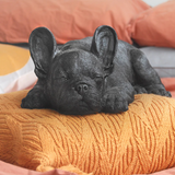 Sleeping Frenchie - Black, Homewares, White Moose - Say It Sister